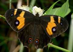 Tisiphone abeona albifascia