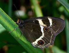 Tisiphone abeona albifascia