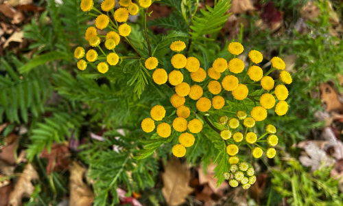 Tanacetum vulgare observed 2026-10-28