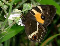 Tisiphone abeona albifascia