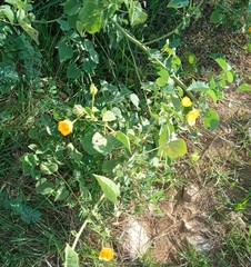 Abutilon mauritianum