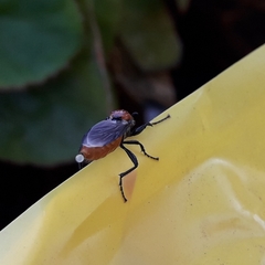 Bibio hortulanus