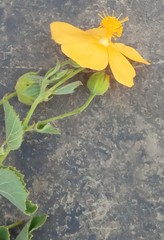 Abutilon mauritianum