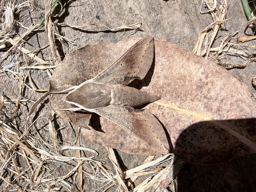 Coprosma observed 2026-10-29