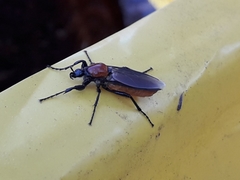 Bibio hortulanus