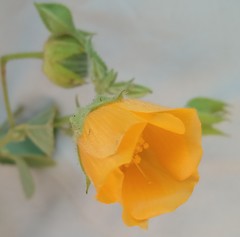 Abutilon mauritianum