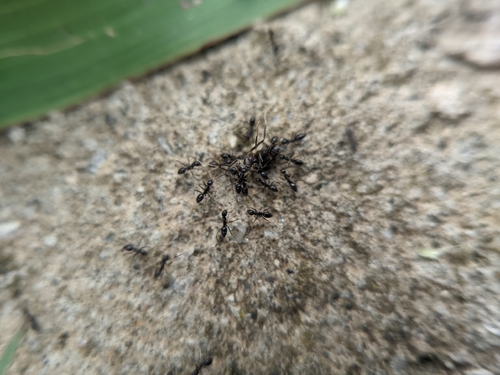 Paratrechina longicornis observed 2026-10-29