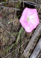 Convolvulus angustissimus