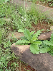 Trachyandra asperata