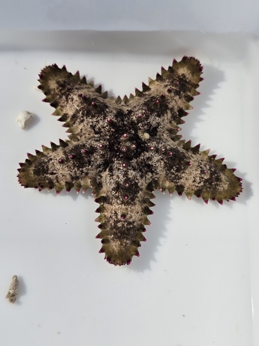 Asteropsis carinifera observed 2026-10-28