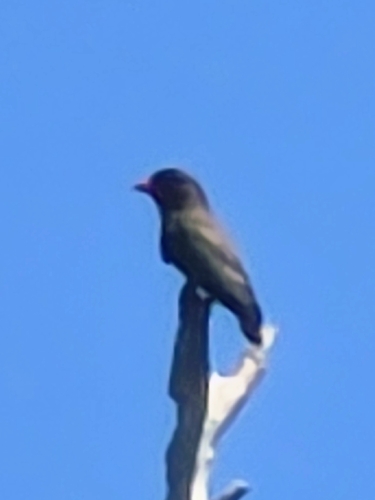 Eurystomus orientalis observed 2026-10-29