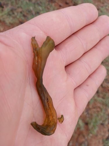 Nostoc commune observed 2026-10-29