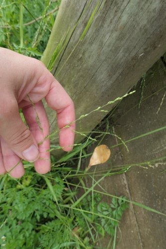 Ehrharta erecta observed 2026-10-29