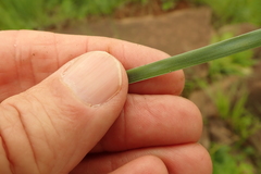 Trachyandra asperata
