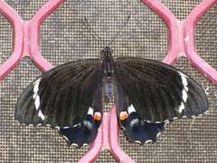 Papilio aegeus aegeus