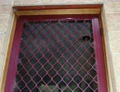 Papilio aegeus aegeus