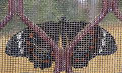 Papilio aegeus aegeus