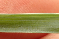 Trachyandra asperata