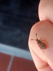 Strobilotoma typhaecornis
