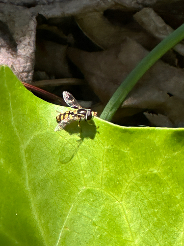 Simosyrphus grandicornis observed 2026-10-29