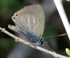 Nacaduba biocellata biocellata