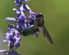 Xylocopa californica arizonensis