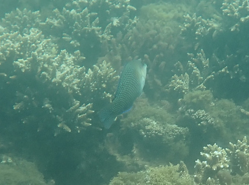 Hemigymnus melapterus observed 2026-10-28