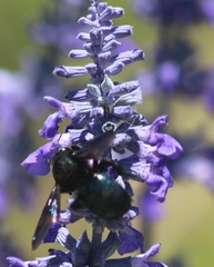 Xylocopa californica arizonensis