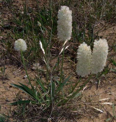 Ptilotus macrocephalus (R.Br.) F.Muell.