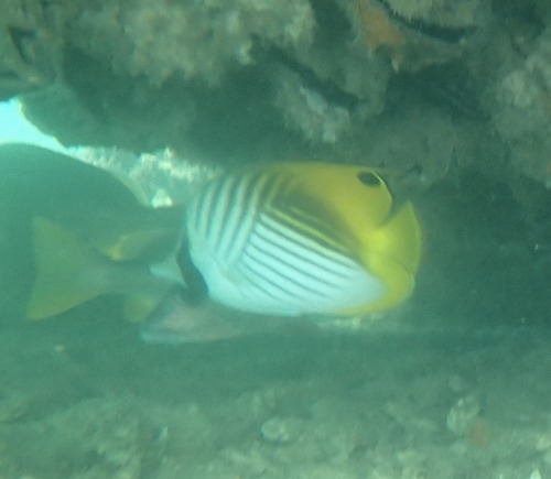 Chaetodon auriga observed 2026-10-28