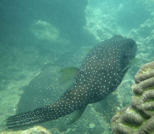 Arothron hispidus observed 2026-10-28