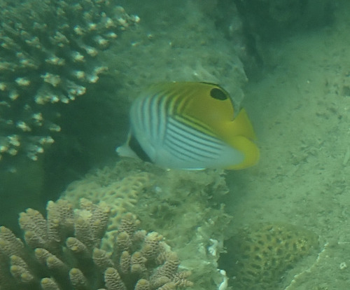 Chaetodon auriga observed 2026-10-28