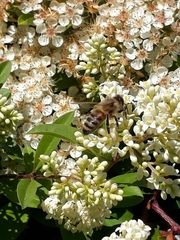 Apis mellifera