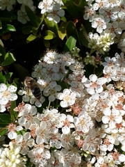 Apis mellifera