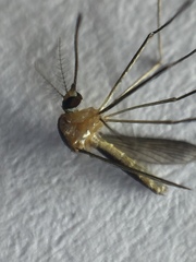 Wyeomyia mitchellii