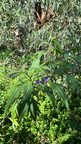 Solanum observed 2026-10-29