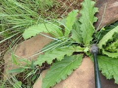 Trachyandra asperata