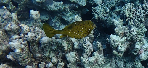 Ostracion cubicus observed 2026-10-28