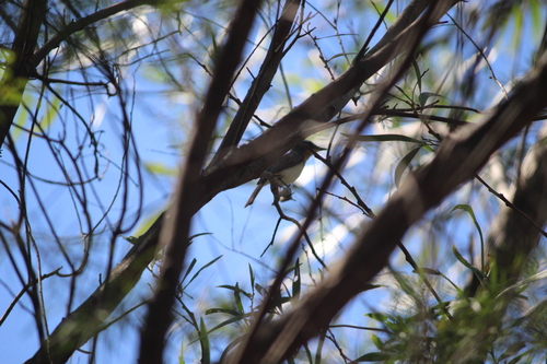 Leaden Flycatcher