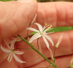 Trachyandra asperata