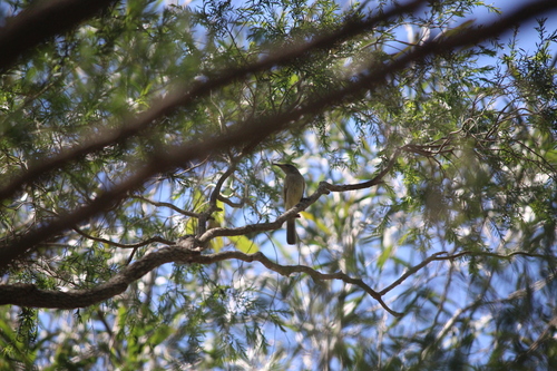 Brown Honeyeater