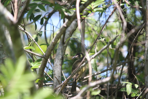 Lewin's Honeyeater