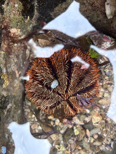 Tripneustes gratilla observed 2026-10-28