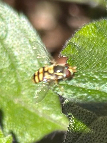 Simosyrphus grandicornis observed 2026-10-29