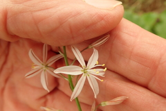 Trachyandra asperata