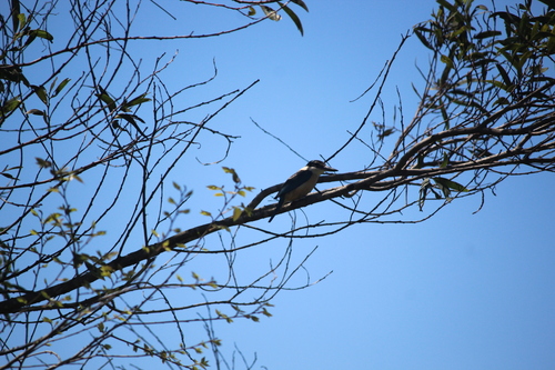 Sacred Kingfisher