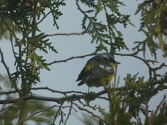 Setophaga magnolia image