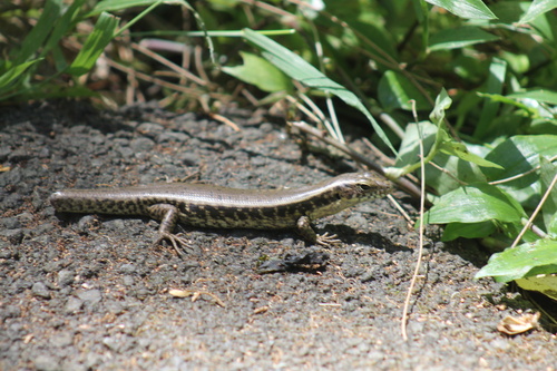 Sphenomorphus observed 2026-10-29