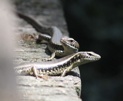 Sphenomorphus observed 2026-10-29