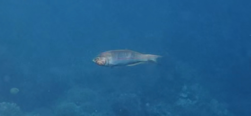 Thalassoma observed 2026-10-28